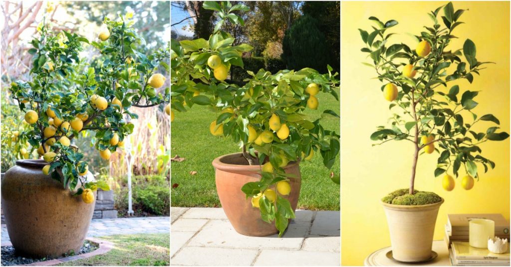 Limonero En Maceta No Da Limones