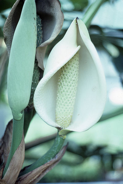 Monstera deliciosa3