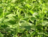 imagen Purín de ortigas, repelente de insectos y fertilizante