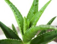 imagen Trasplante y poda de Aloe Vera