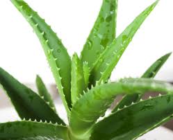 Transplante y poda de Aloe Vera