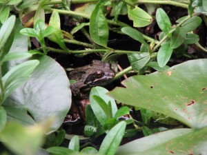 Ranas y sapos en el jardín 01