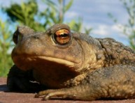 imagen Atraer ranas y sapos a nuestro jardín