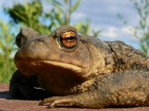 Ranas y sapos en el jardín 02