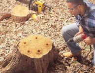 imagen Cómo eliminar el tocón de un árbol sin esfuerzo