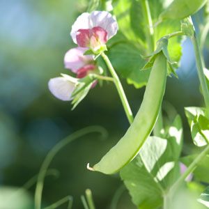 Cultivo de guisantes 1