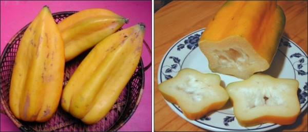 Cultivar el babaco 03