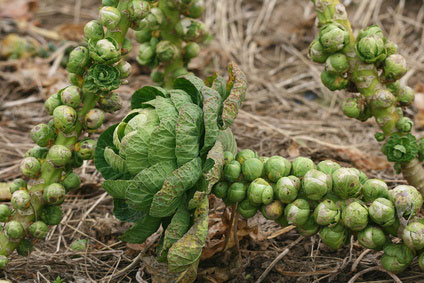 Cultiva coles de Bruselas 01