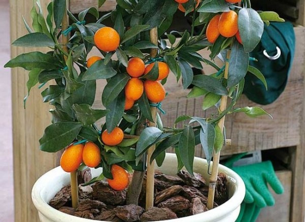 Kumquat o naranjo chino 1