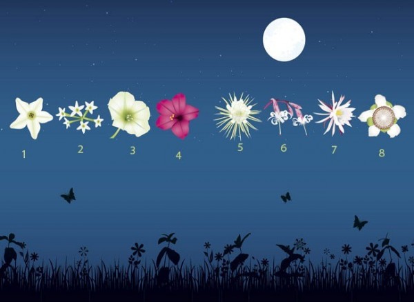 Flores nocturnas 01