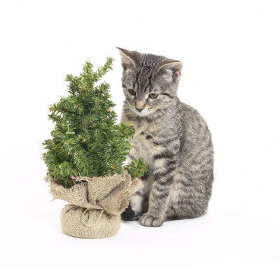 Plantas peligrosas para los gatos