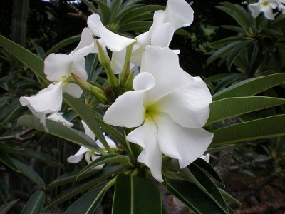 Conoce el pachypodium lamarei