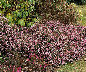 Plantas sin mantenimiento para borduras 4