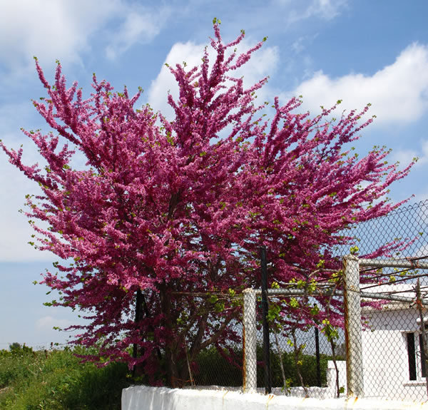 Arbol del amor 3