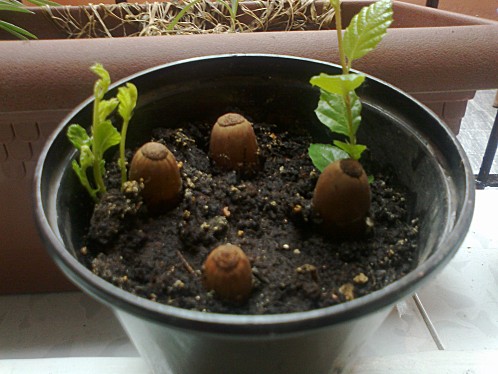 Germinar bellotas 1