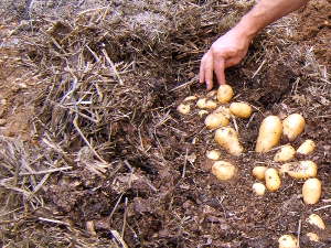 Cultivar patatas sin tierra 1