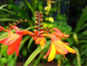 La crocosmia 01