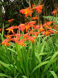 La crocosmia 02