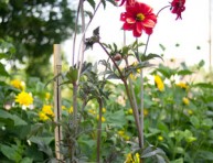 imagen Tutores y soportes para plantas de flor