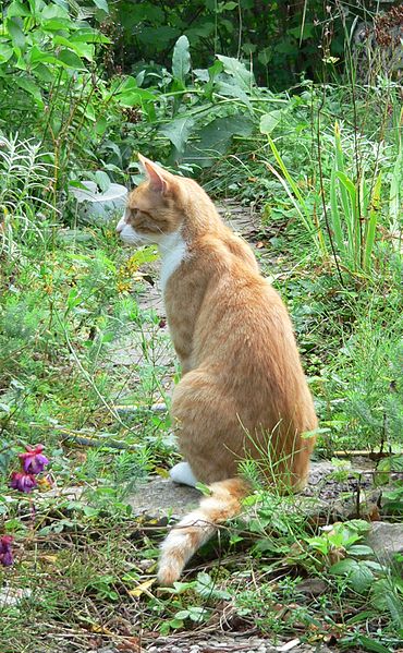 Consejos para alejar a los gatos 1