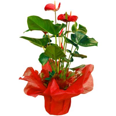 Cinco plantas para regalar a mama1