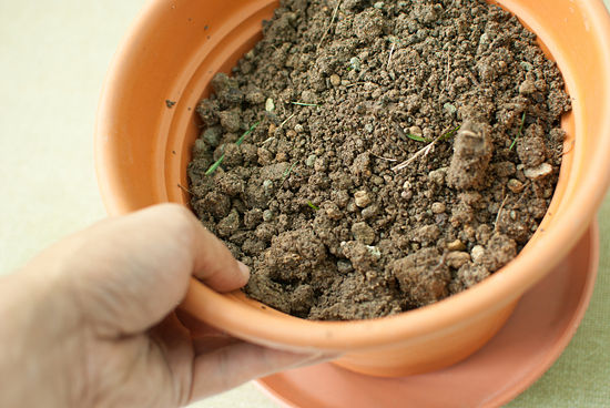 Cultivar jengibre 3