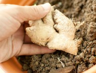 imagen Cómo cultivar jengibre en casa o en tu jardín