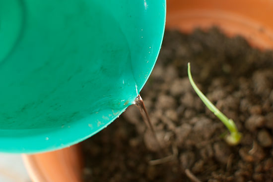 Cultivar jengibre 6