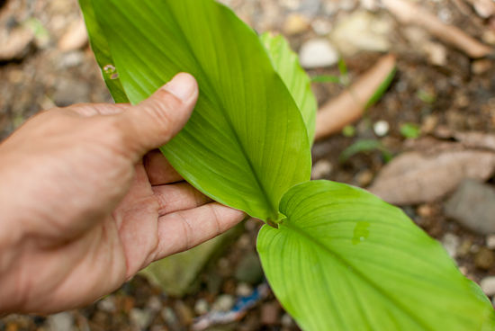 Cultivar jengibre 7