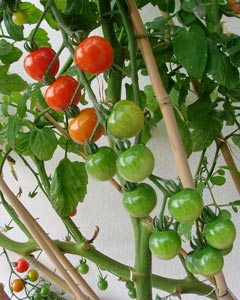 Tutorar tomateras 1