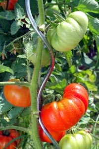 Tutorar tomateras 2