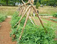 imagen Cómo entutorar las tomateras