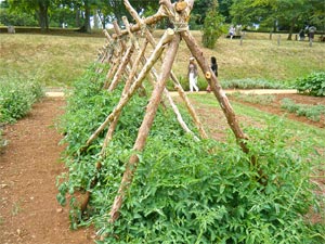 Tutorar tomateras 3