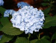 imagen Descubriendo a la hortensia «France bleu»