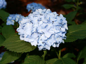 Hortensia bleu de france 1