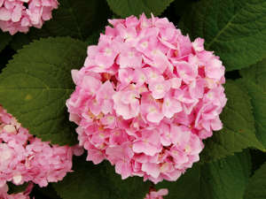 Hortensia bleu de france 2