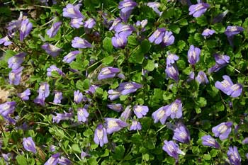 Mazus rastrero 1