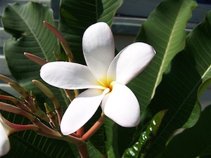 El arbusto Frangipani 1