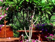 imagen Frangipani: un arbusto exótico para interiores