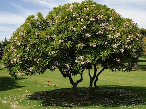 El arbusto Frangipani 3