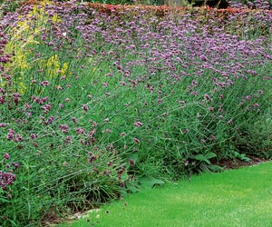 Siembra de flores de verano 4