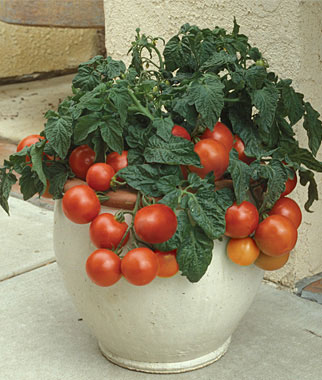 Tomates para cultivar en maceta 1