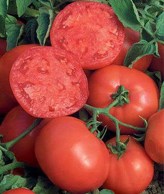 Tomates para cultivar en maceta 2