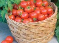 imagen Los mejores tomates para cultivar en maceta