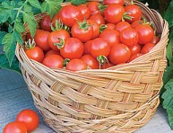 imagen Los mejores tomates para cultivar en maceta