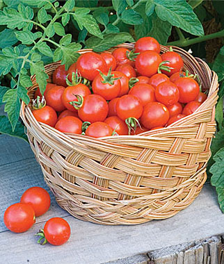 Tomates para cultivar en maceta 4