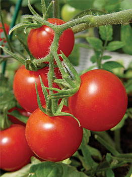 Tomates para cultivar en maceta 7