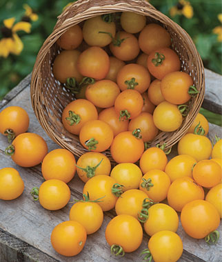 Tomates para cultivar en maceta 9