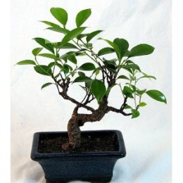 Bonsai de ficus ginseng 1