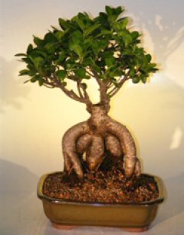 Bonsai de ficus ginseng 2